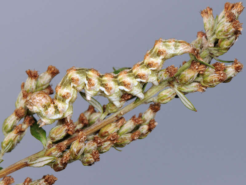 Image of wormwood