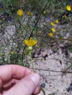 Image of Dress' goldenaster