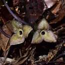 Image of Asarum pubitessellatum