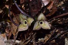 Image of Asarum pubitessellatum