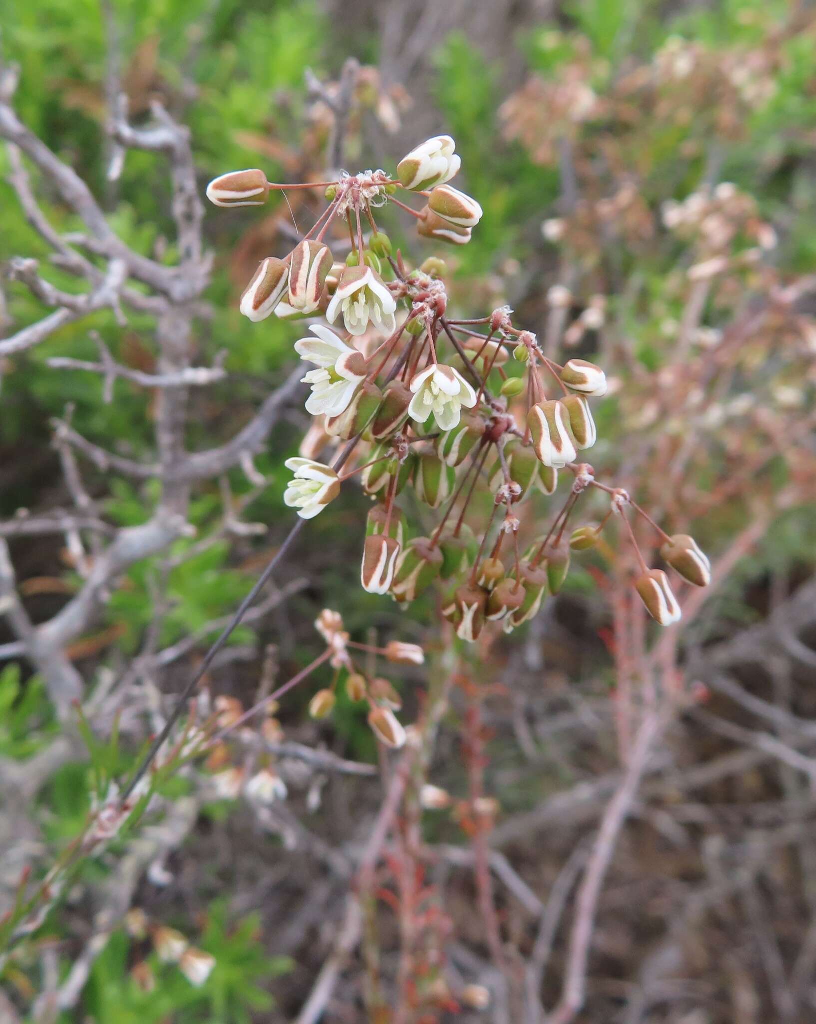 Image of Pharnaceum lanatum Bartl.