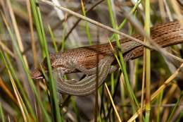 Image of Crenadactylus horni (Lucas & Frost 1895)