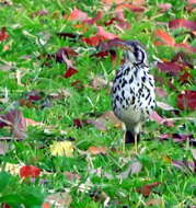 Plancia ëd Turdus litsitsirupa (Smith & A 1836)