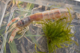 Image of Eucalliaxiopsis K. Sakai 2011
