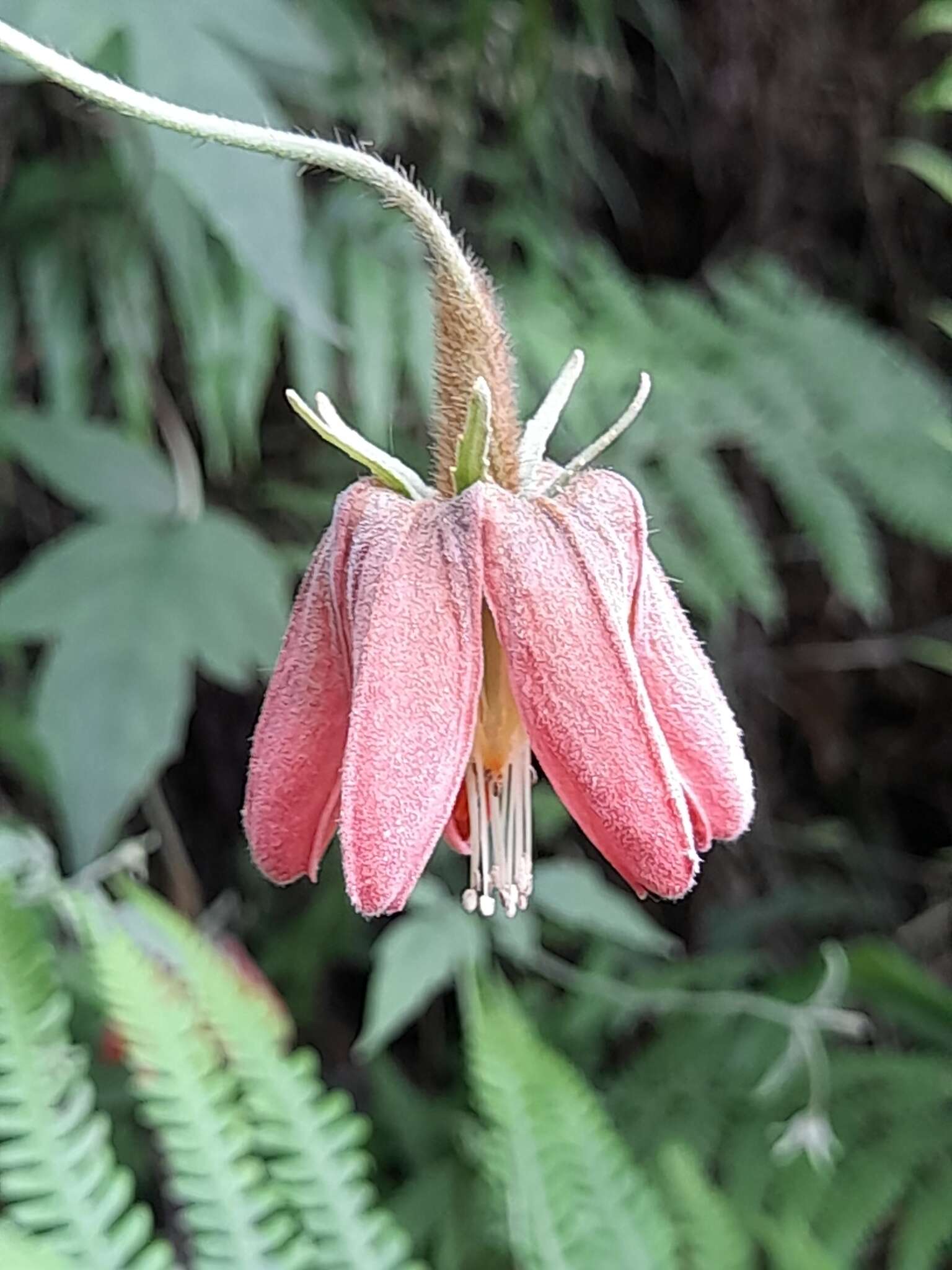 Image of Caiophora hibiscifolia Urban & Gilg