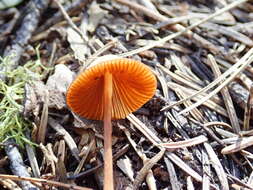 Image of Conocybe semiglobata Kühner & Watling 1980