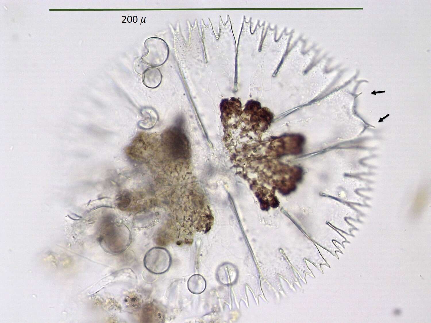 Image of <i>Micrasterias compereana</i> J. Neustupa, J. St'astný & P. Skaloud 2014