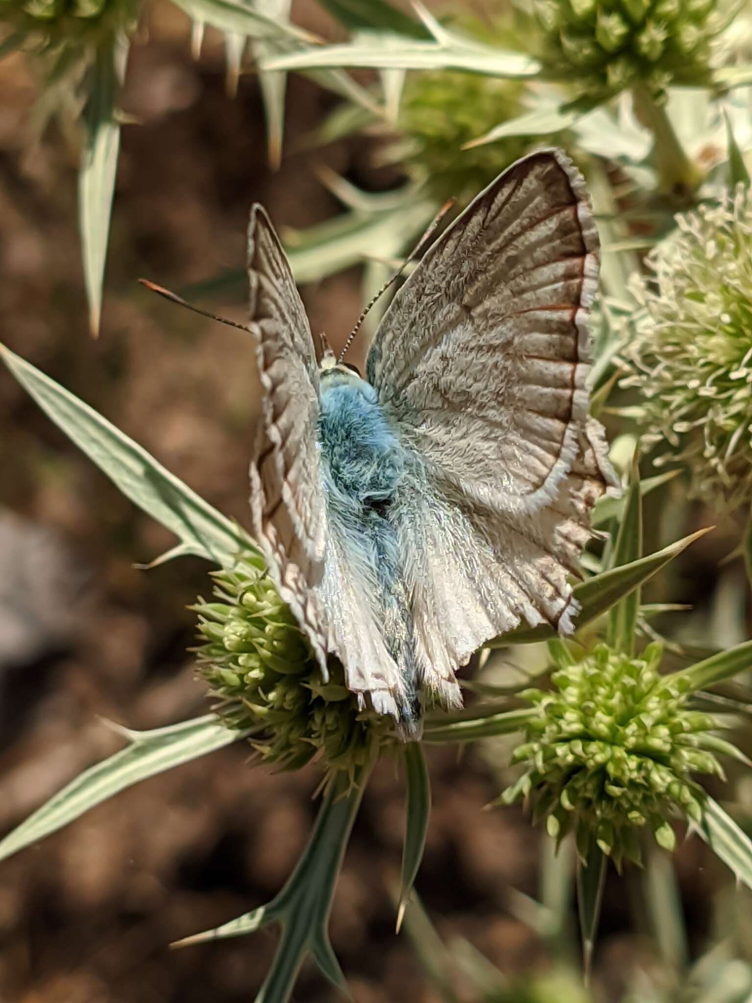 Imagem de Polyommatus albicans (Gerhard 1851)