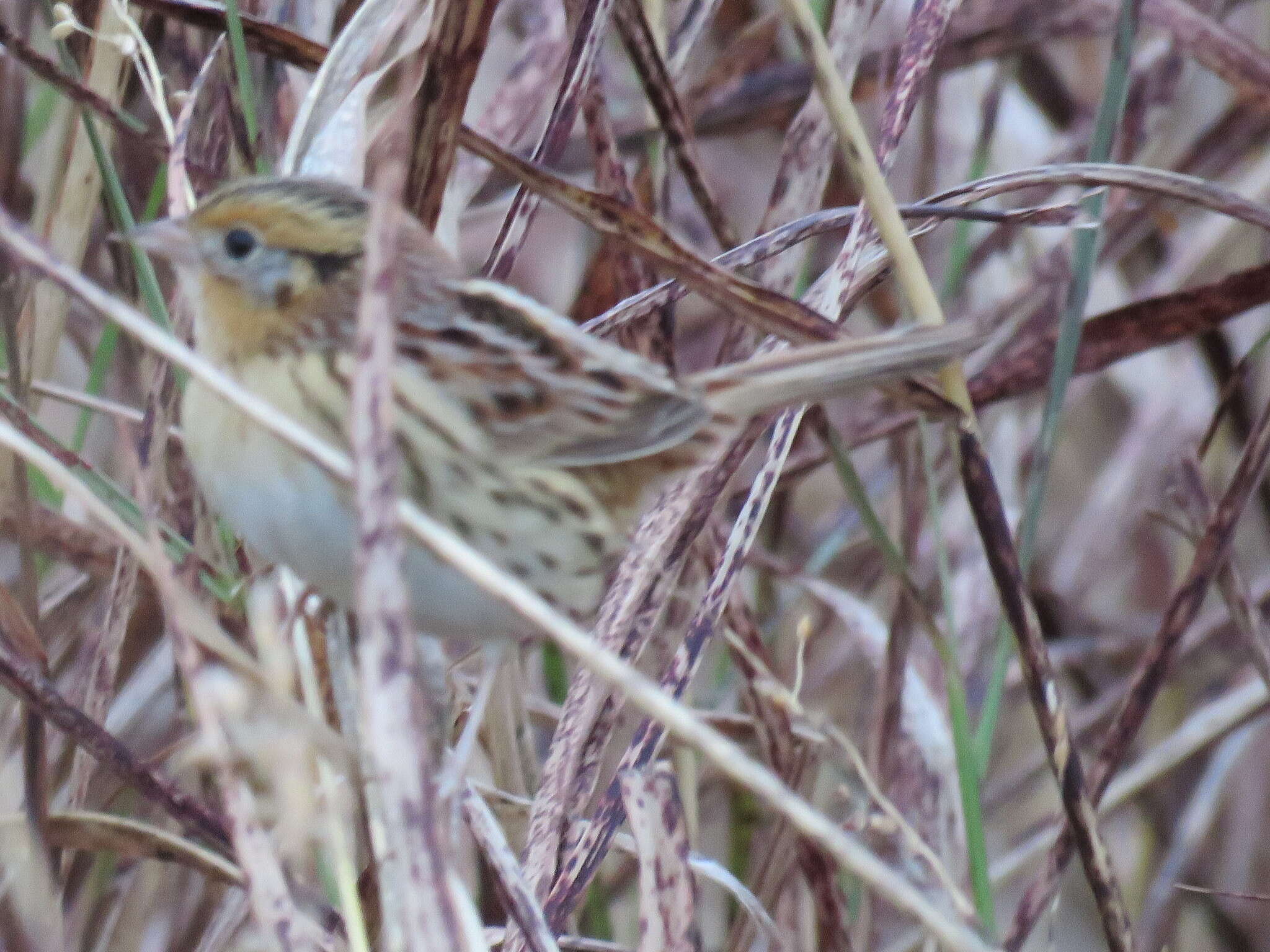 Image of Le Conte's Sparrow