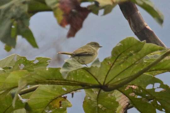 Zimmerius bolivianus (d'Orbigny 1840)的圖片