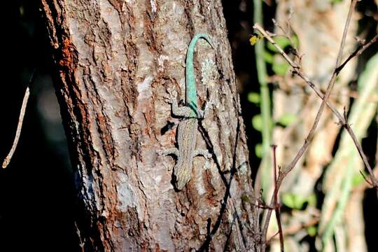 Image of Thicktail Day Gecko