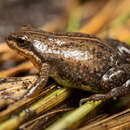 Image de Cacosternum thorini Conradie 2014