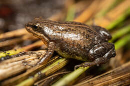 Image de Cacosternum thorini Conradie 2014