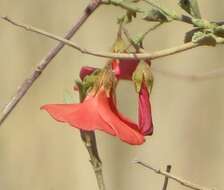 Hermannia burchellii (Sweet) Verdoorn的圖片