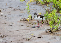 Image of Hawaiian stilt