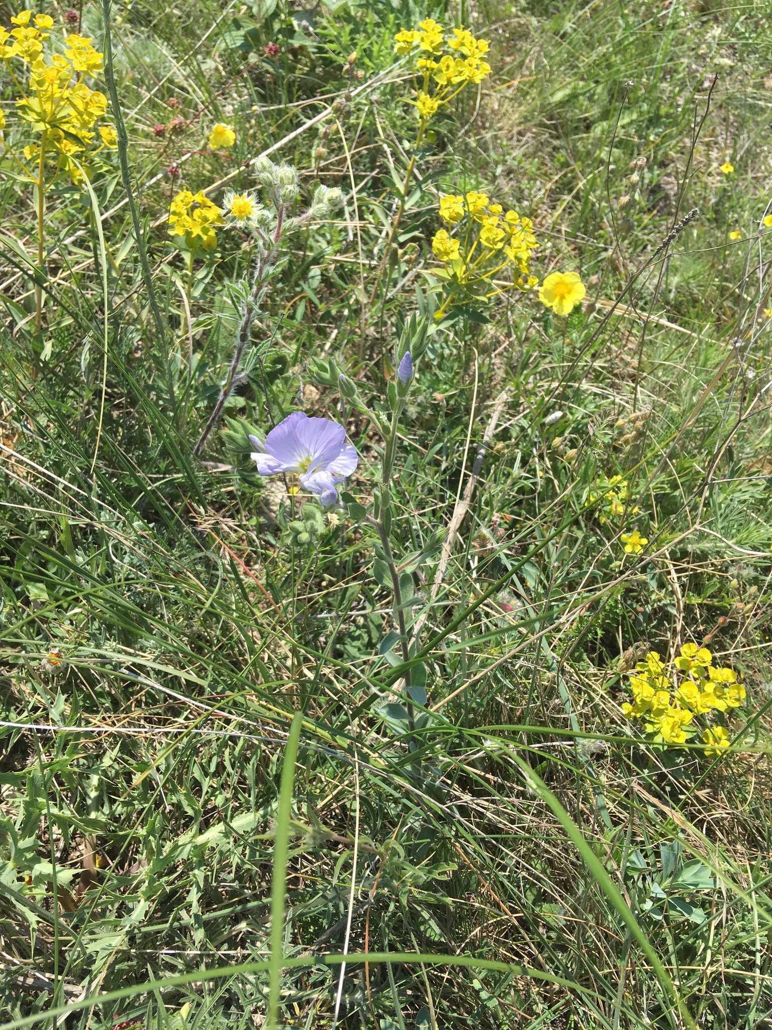 Image of Linum hirsutum subsp. hirsutum