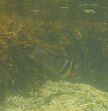 Image de Sandager's wrasse