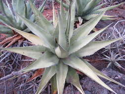 Image of Agave titanota Gentry