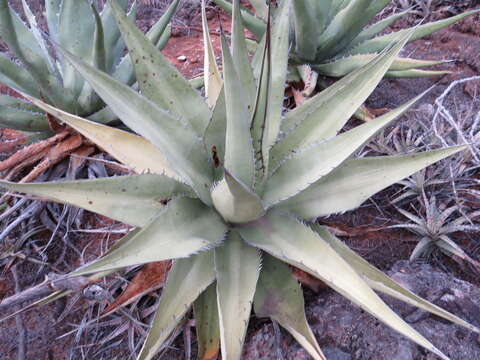 Image de Agave titanota Gentry