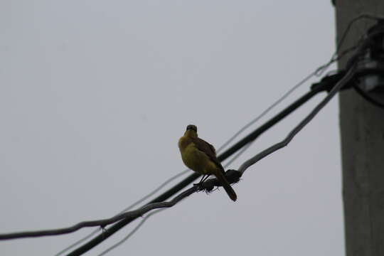 Image of Machetornis rixosa flavigularis Todd 1912