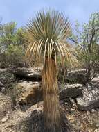 Image of Yucca rostrata Engelm. ex Trel.