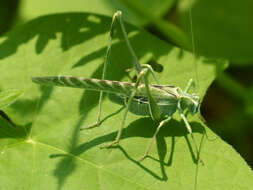 Image of Elegant Bush Katydid