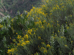 Image of Genista microphylla DC.