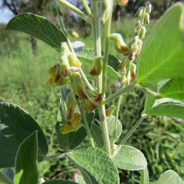 Image de Rhynchosia albissima Gand.