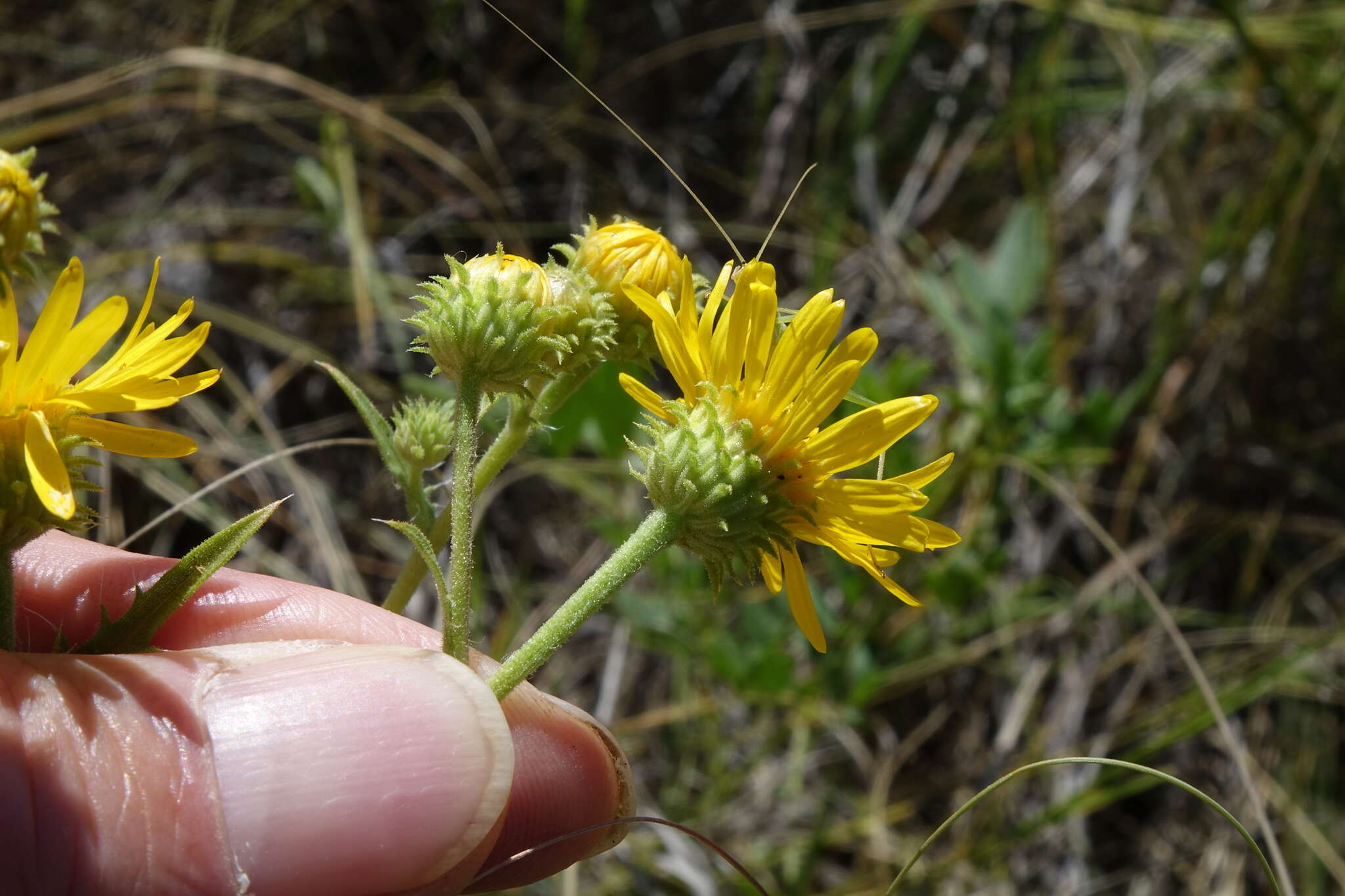 Image de Rayjacksonia annua (Rydb.) R. L. Hartman & M. A. Lane