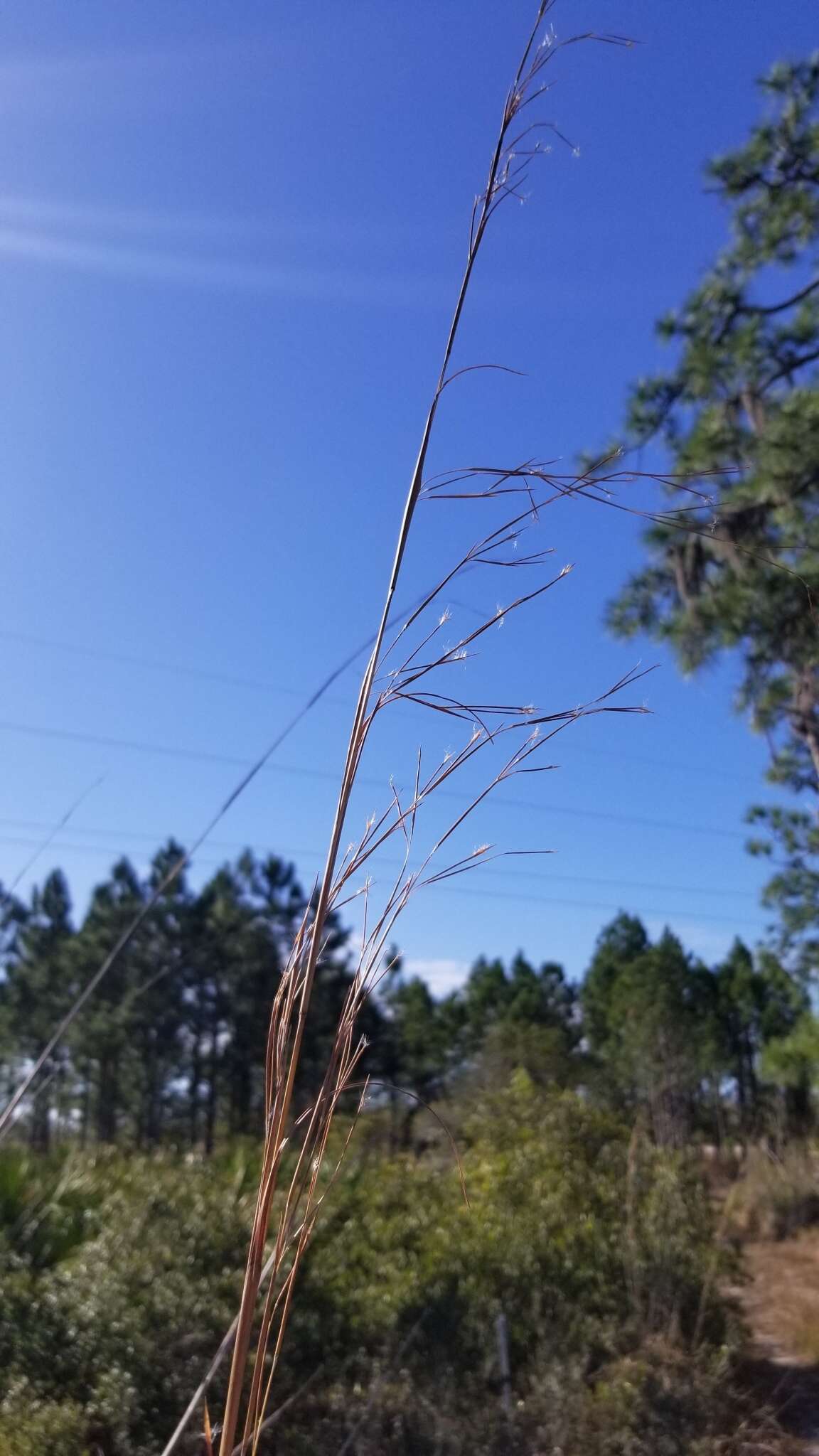 Imagem de Andropogon brachystachyus Chapm.