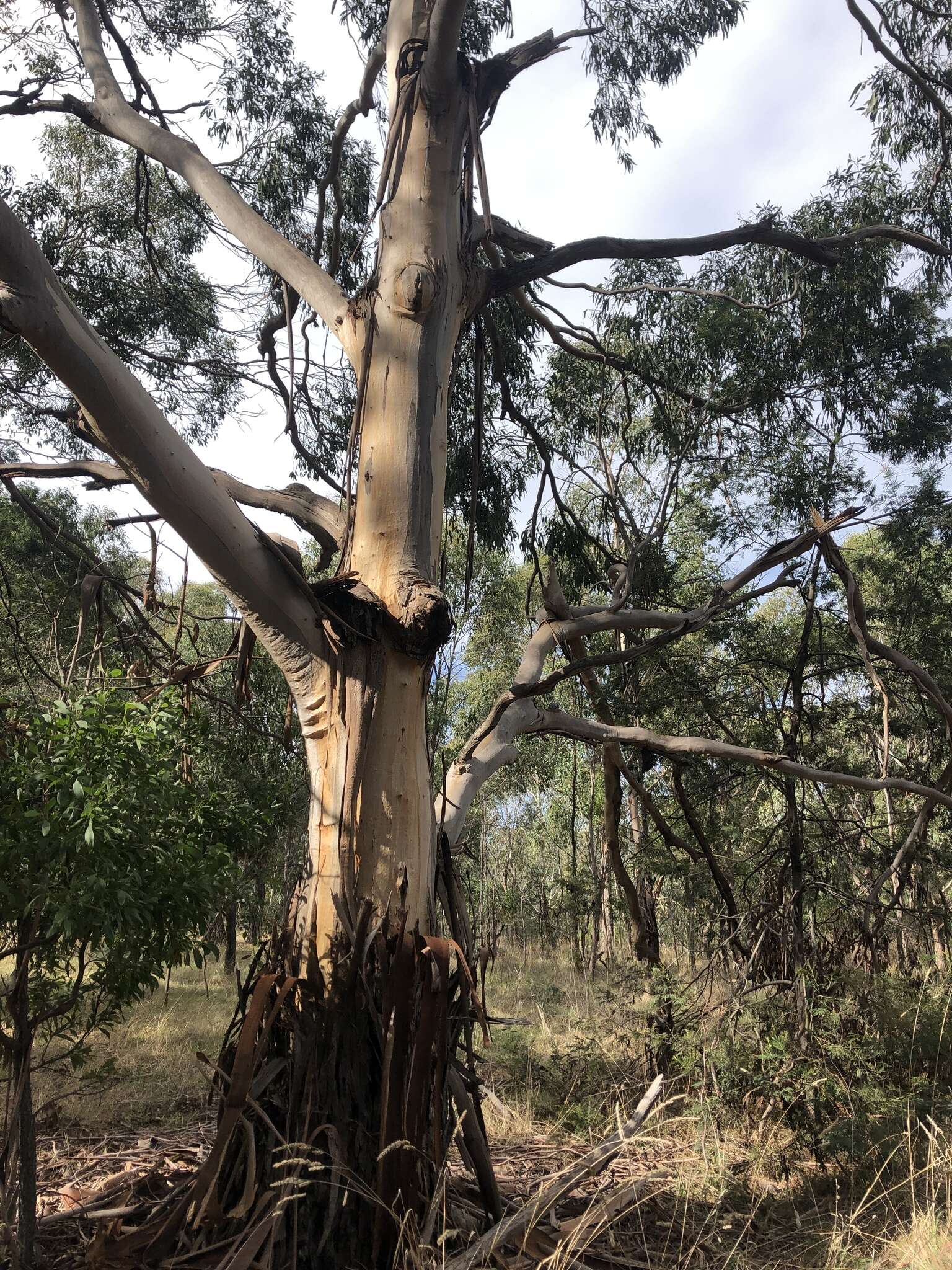 Image of Eucalyptus studleyensis Maiden