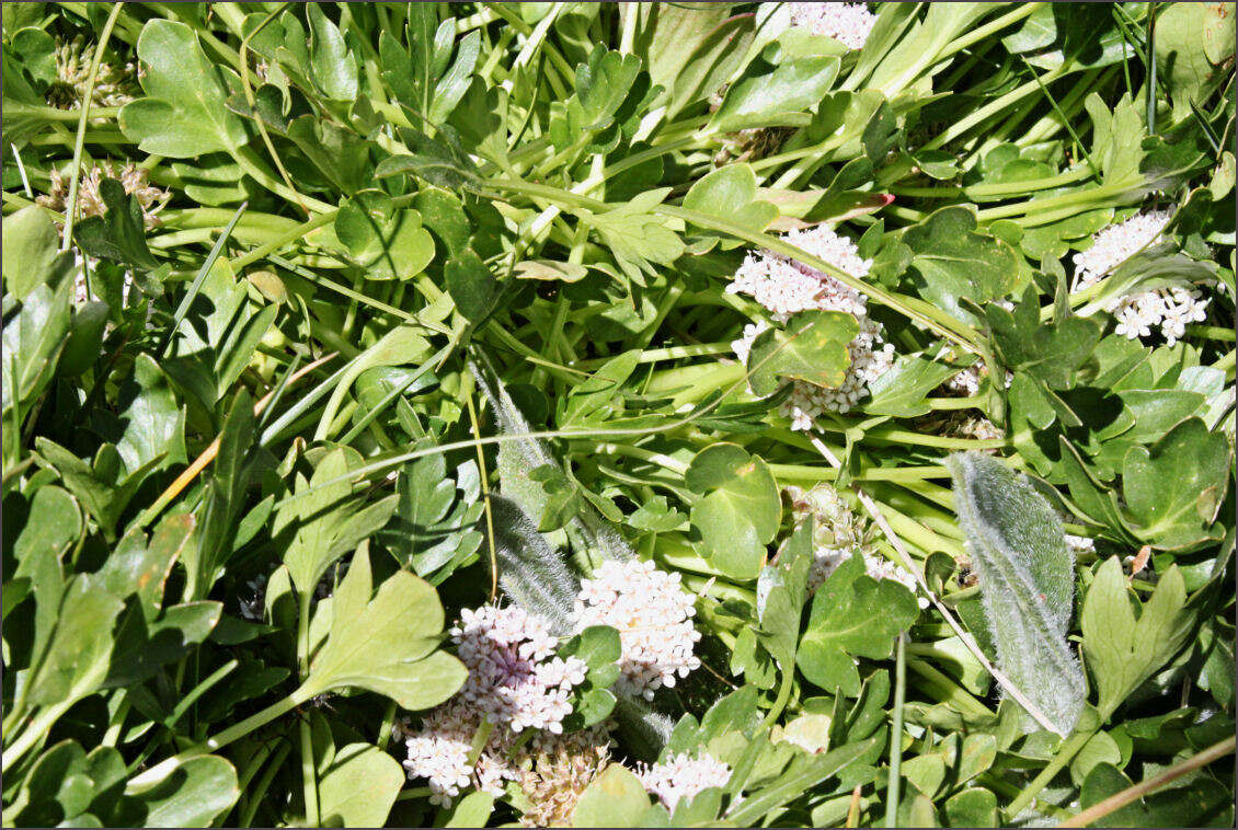 Trachymene humilis subsp. breviscapa (Domin) P. Short resmi