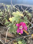 Imagem de <i>Malva <i>assurgentiflora</i></i> subsp. assurgentiflora