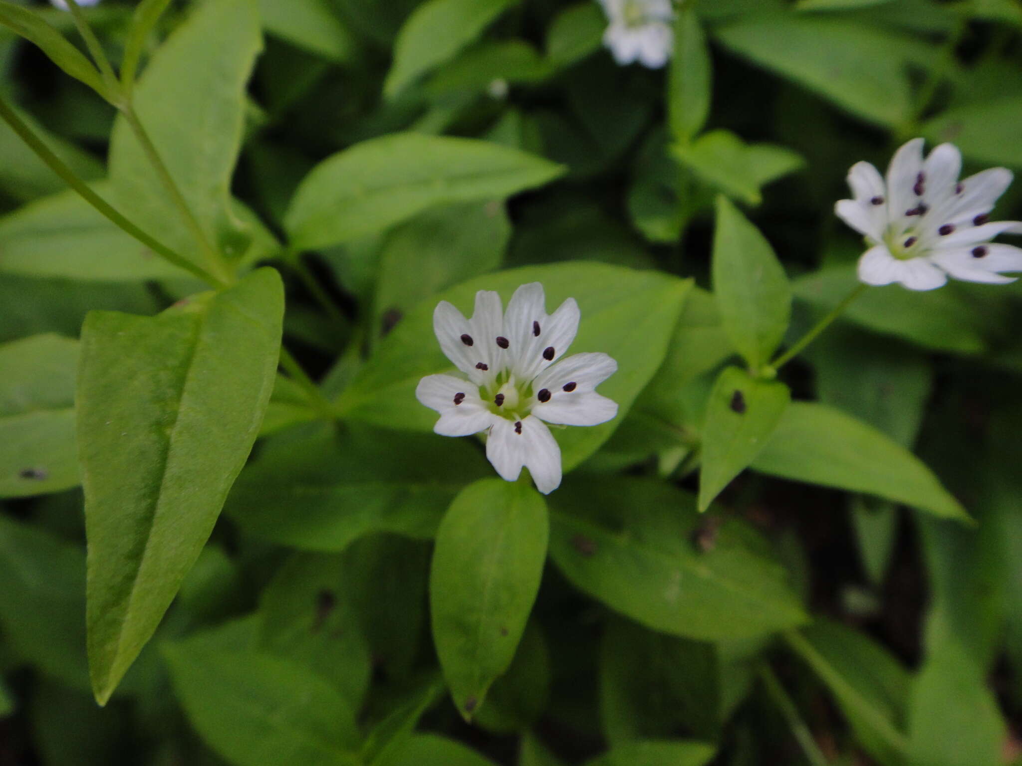 Image of Pseudostellaria europaea Schaeftl.