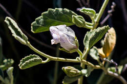 Imagem de Hibiscus denudatus Benth.