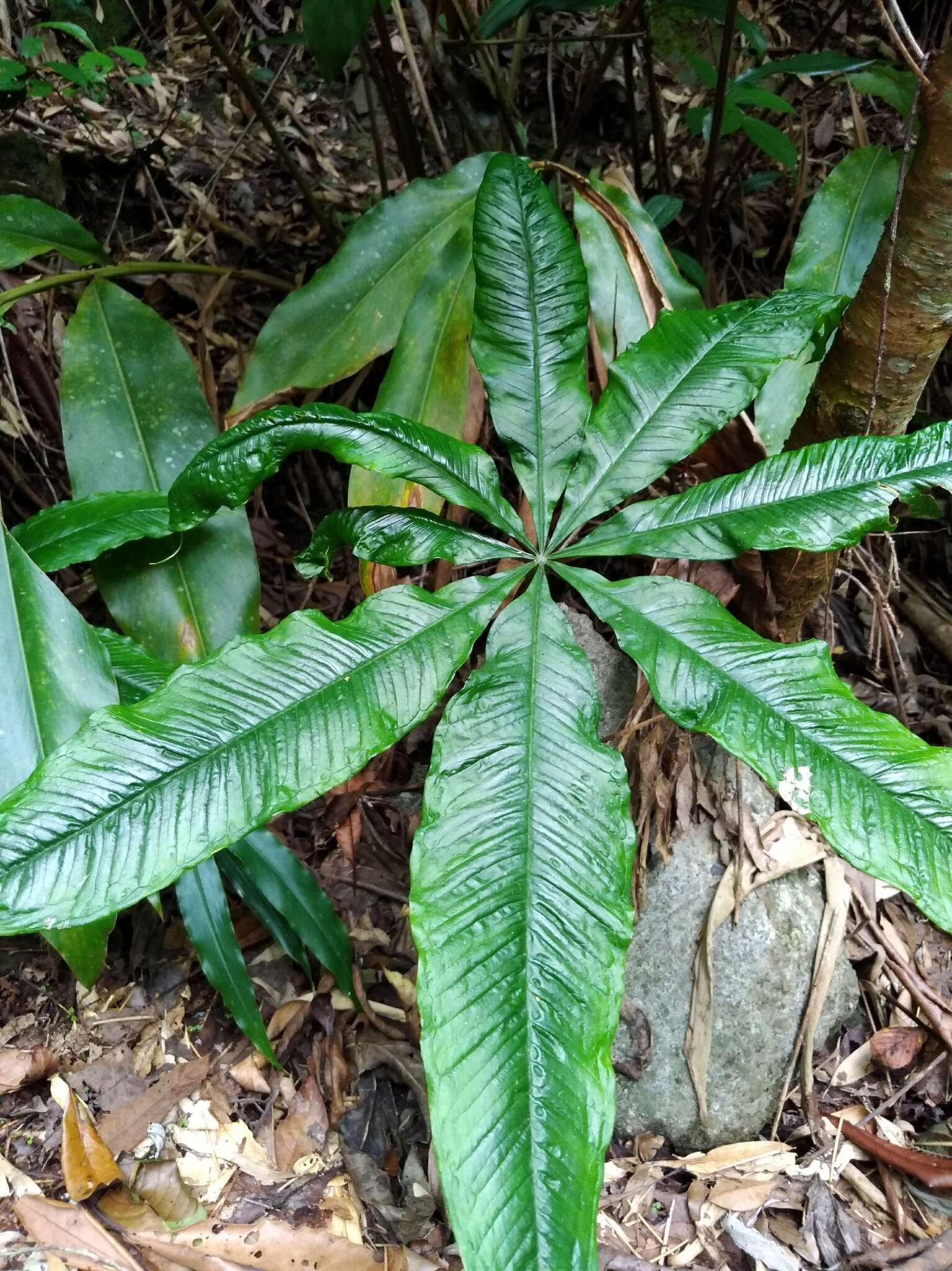 Arisaema taiwanense var. taiwanense的圖片