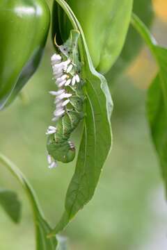 Cotesia congregata bracovirus resmi