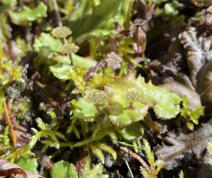 Image of Marchantia polymorpha subsp. montivagans Bischl. & Boissel.-Dub.