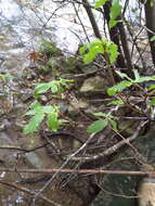 Слика од Eucryphia glutinosa (Poepp. & Endl.) Baill.