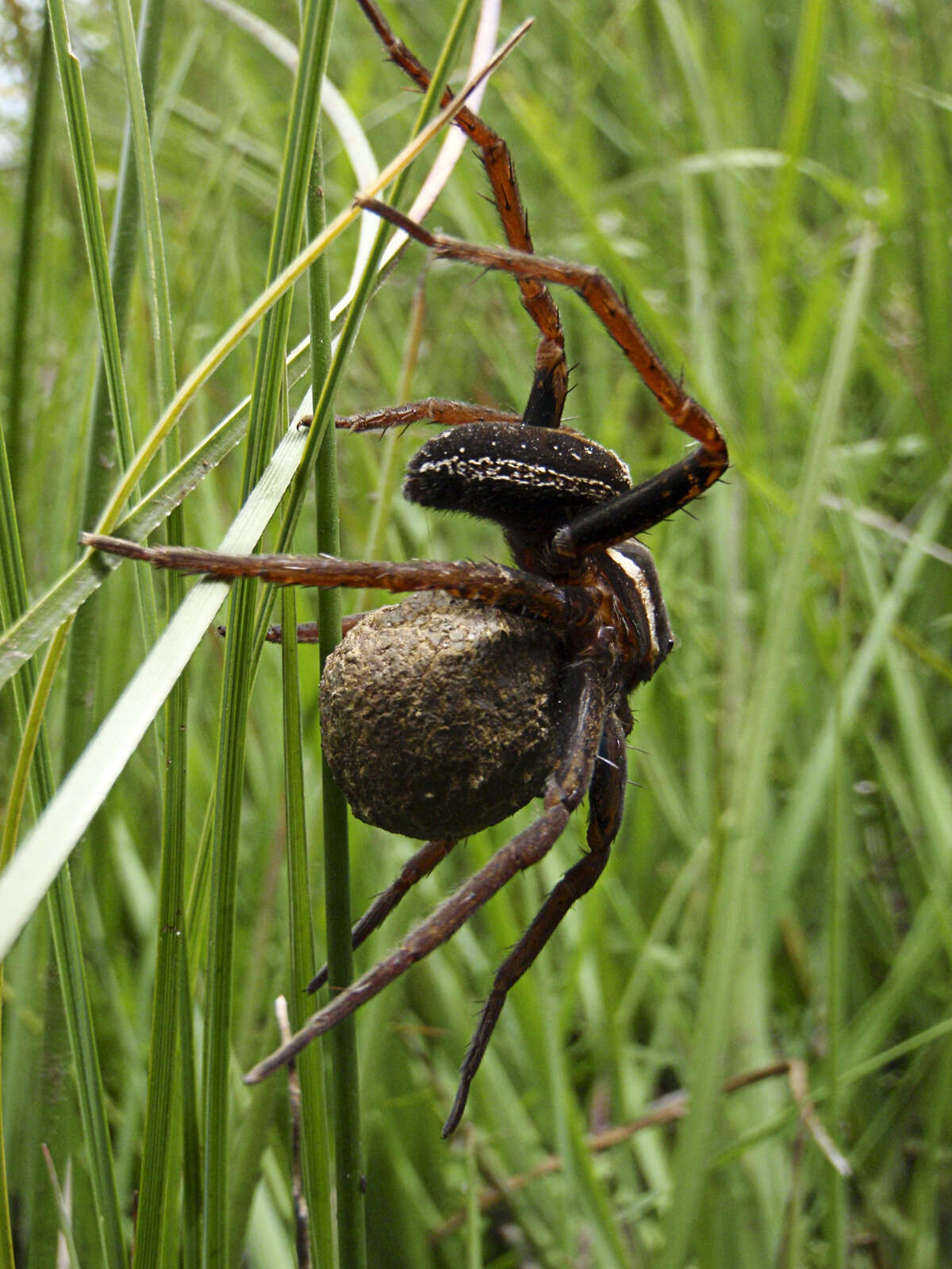 Image of Raft spider