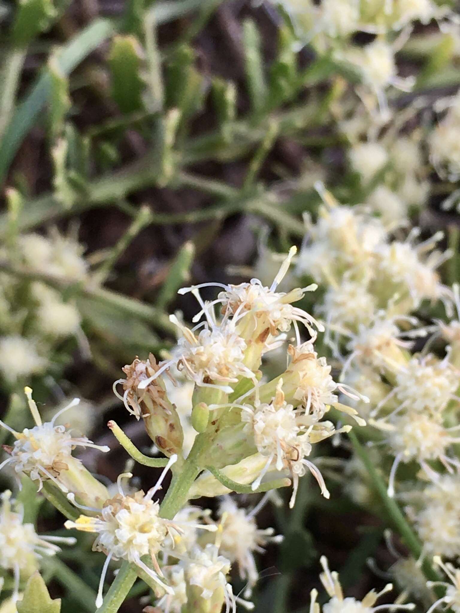 Image of Baccharis linearifolia (Lam.) Pers.