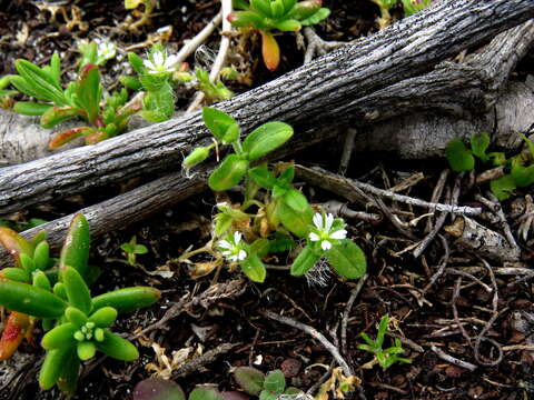 Image of Cerastium capense Sond.