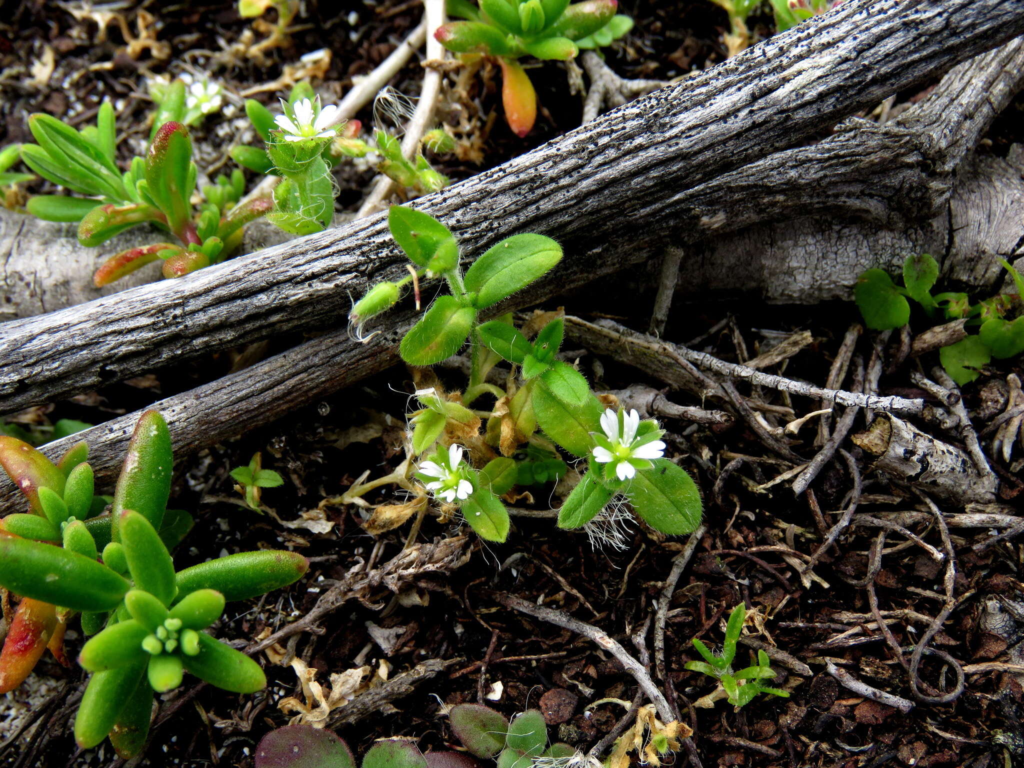 Plancia ëd Cerastium capense Sond.