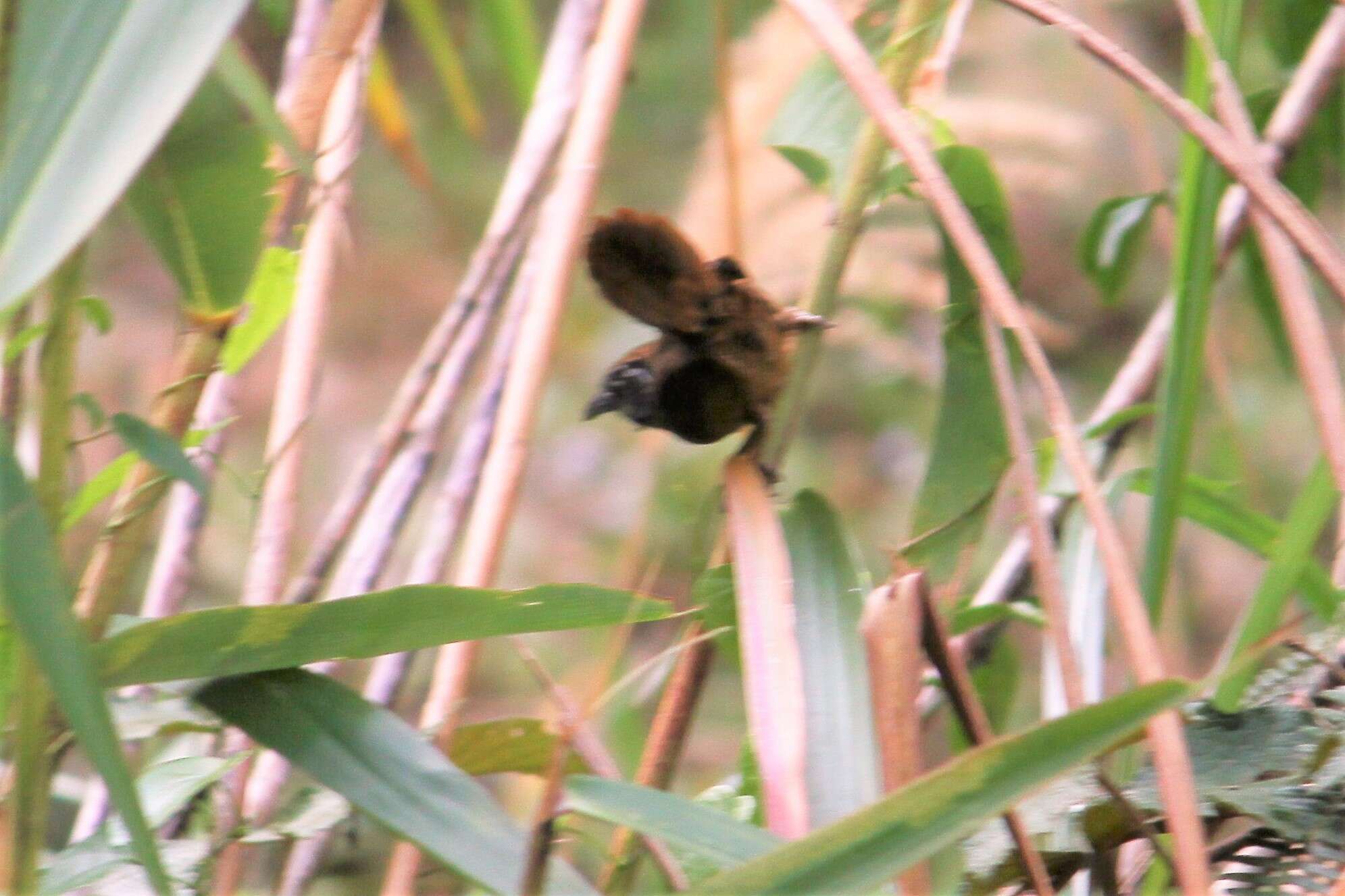 Image of Spot-necked Babbler