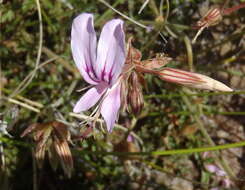 Image of Pelargonium multicaule subsp. multicaule