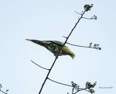 Image of Pin-tailed Green Pigeon