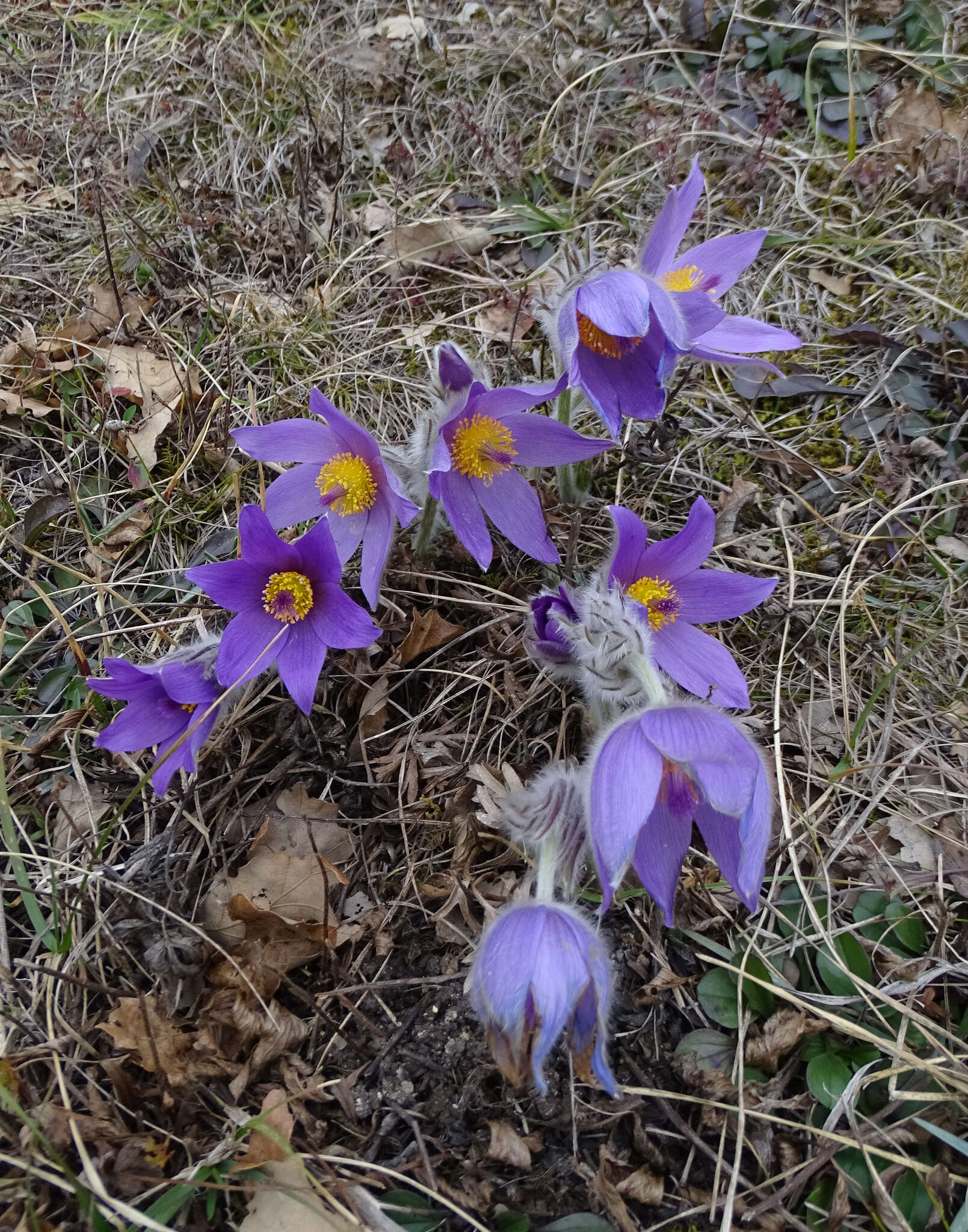 Image de Pulsatilla grandis Wenderoth