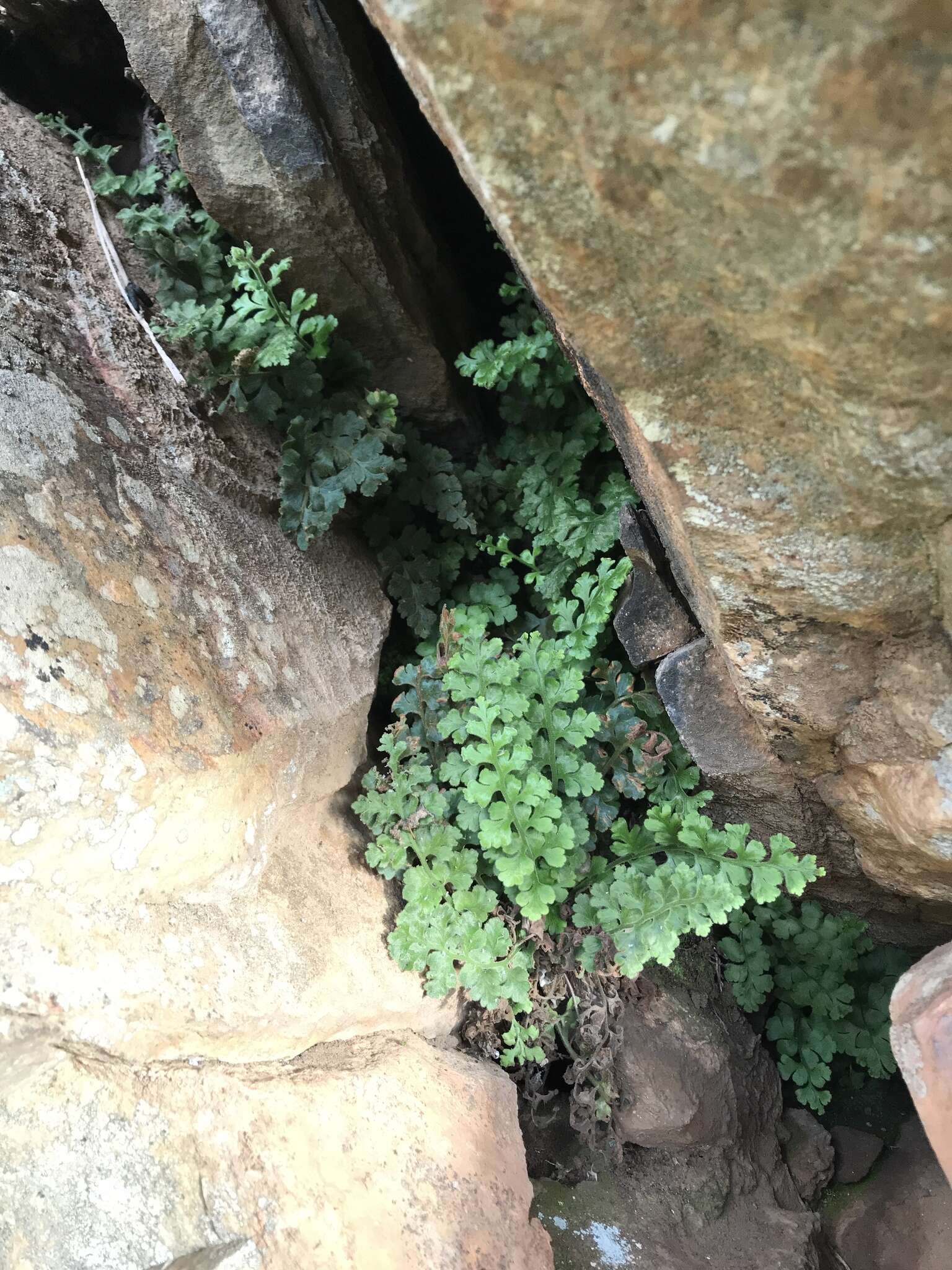 Sivun Asplenium subglandulosum (Hook. & Grev.) Salvo, Prada & T. E. Diaz kuva