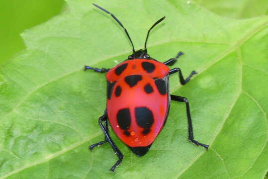 Image of <i>Poecilocoris nepalensis</i>