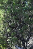 Image of Camphor Wood